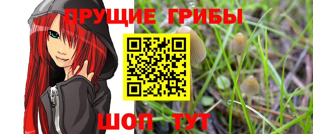 Псилоцибиновые грибы Psilocybine cubensis  Псилоцибиновые грибы Psilocybine cubensis  Североморск  Вход с VPN 